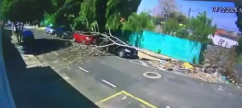 Carro foi danificado após árvore cair sobre ele em rua do Jardim Guanabara, em Franca (SP). Foto: Reprodução.