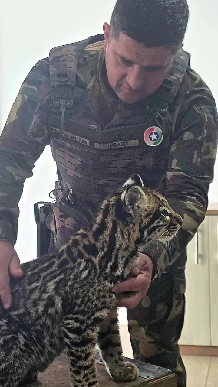 Filhote de jaguatirica resgatado em Porto União exibiu comportamento dócil incomum para a espécie. Foto: Polícia Militar Ambiental.