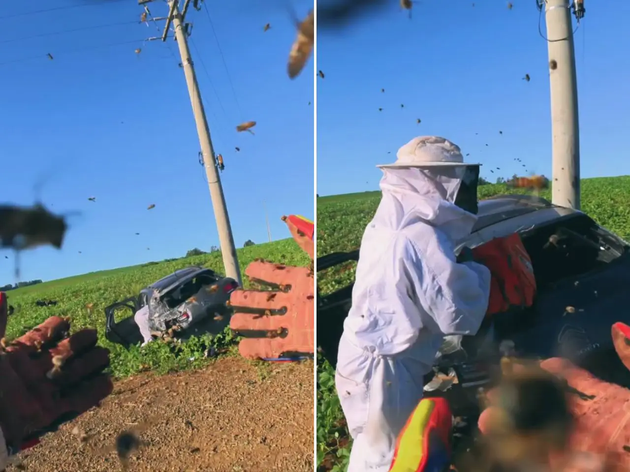 Abelhas invadem carro, causam acidente e deixam criança e mulheres feridas; vídeo