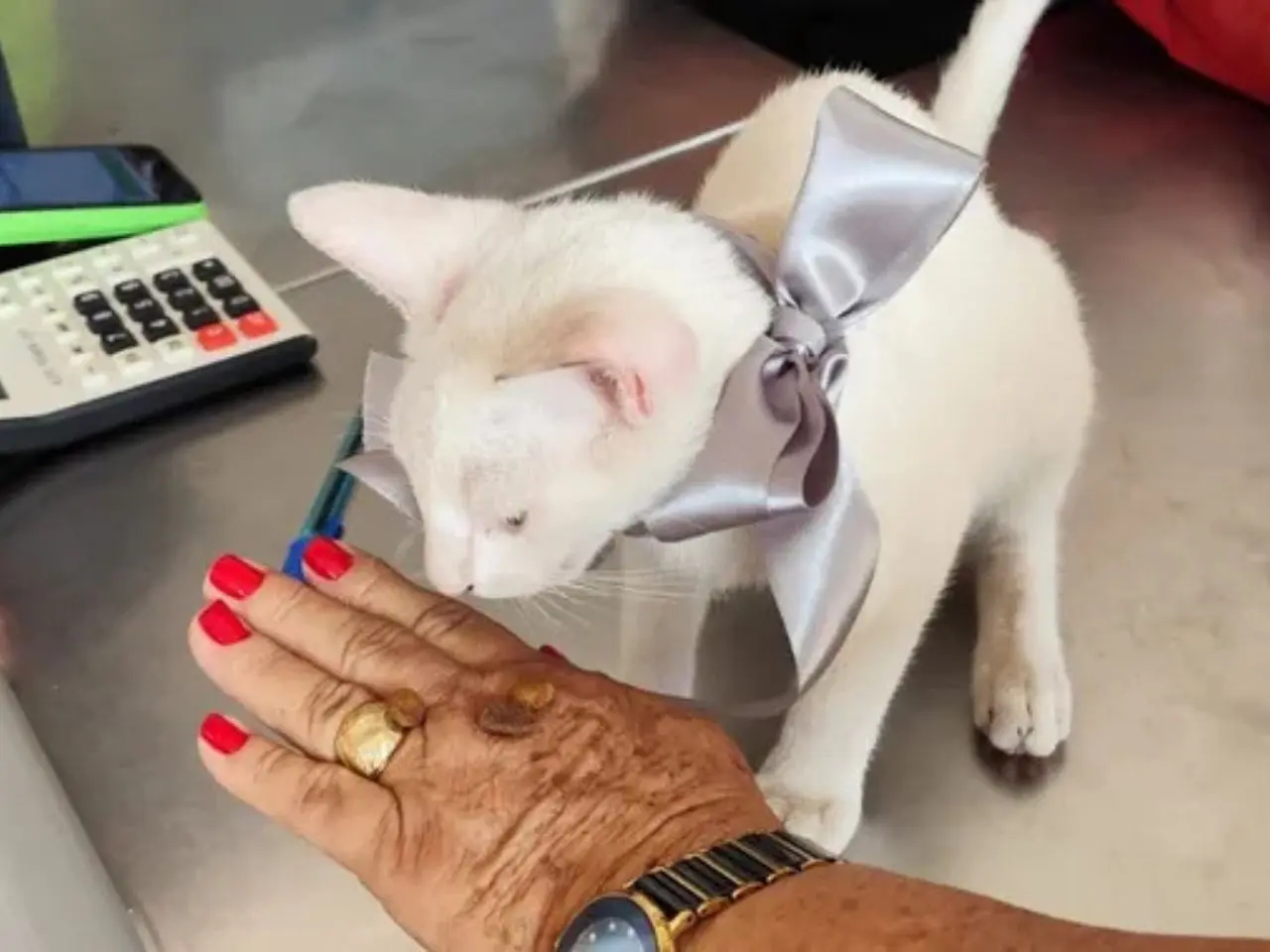 Bem feito! Homem agride gato e leva cadeirada de mulher; vídeo
