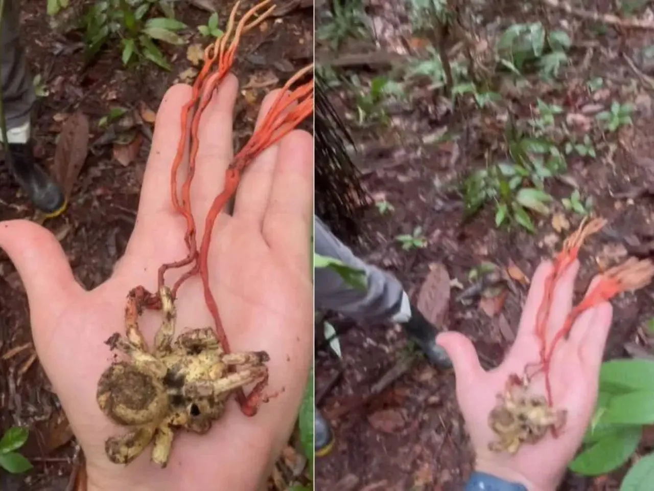 'The Last of Us' BR? Fungo transforma tarântula em zumbi na Amazônia