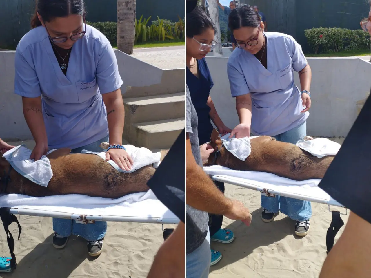 Após caso do 'Orelha', cachorro de guarda-vidas é atacado a facadas