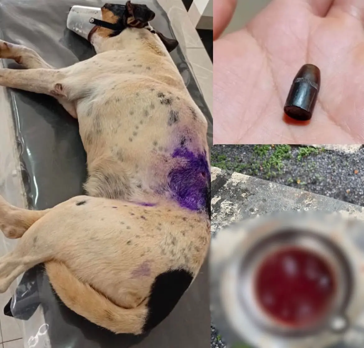 Cachorro morre após ser baleado por motociclista; vídeo