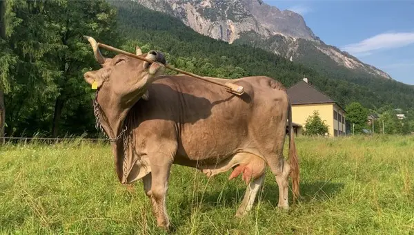Veronika, vaca de estimação na Áustria, foi registrada usando uma escova para se coçar, em comportamento inédito documentado por cientistas. Foto: Reprodução.
