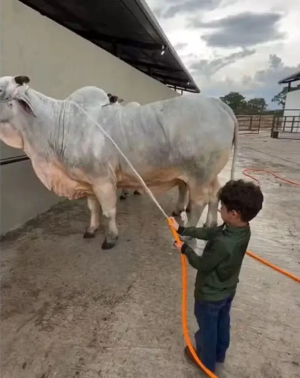 Veja detalhes da fazenda onde filho de Marília Mendonça vive com pai (Foto: Redes Sociais)