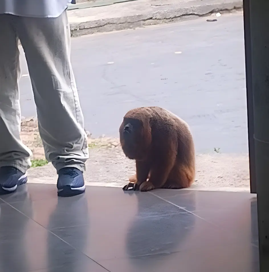 Macaco é flagrado assistindo missa e 'cantando' em igreja (Foto: Redes Sociais)
