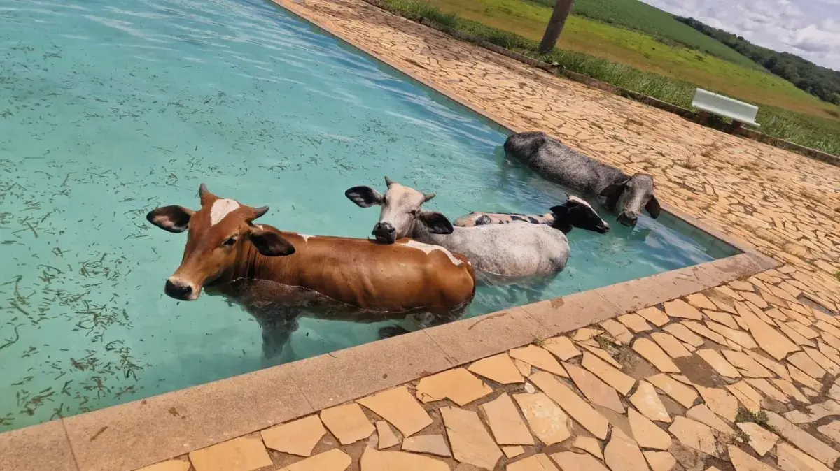 Bombeiros de Minas Gerais resgatam quatro vacas que caíram em piscina do Clube Náutico de Alfenas; nenhum dos animais ficou ferido. Foto: Reprodução.