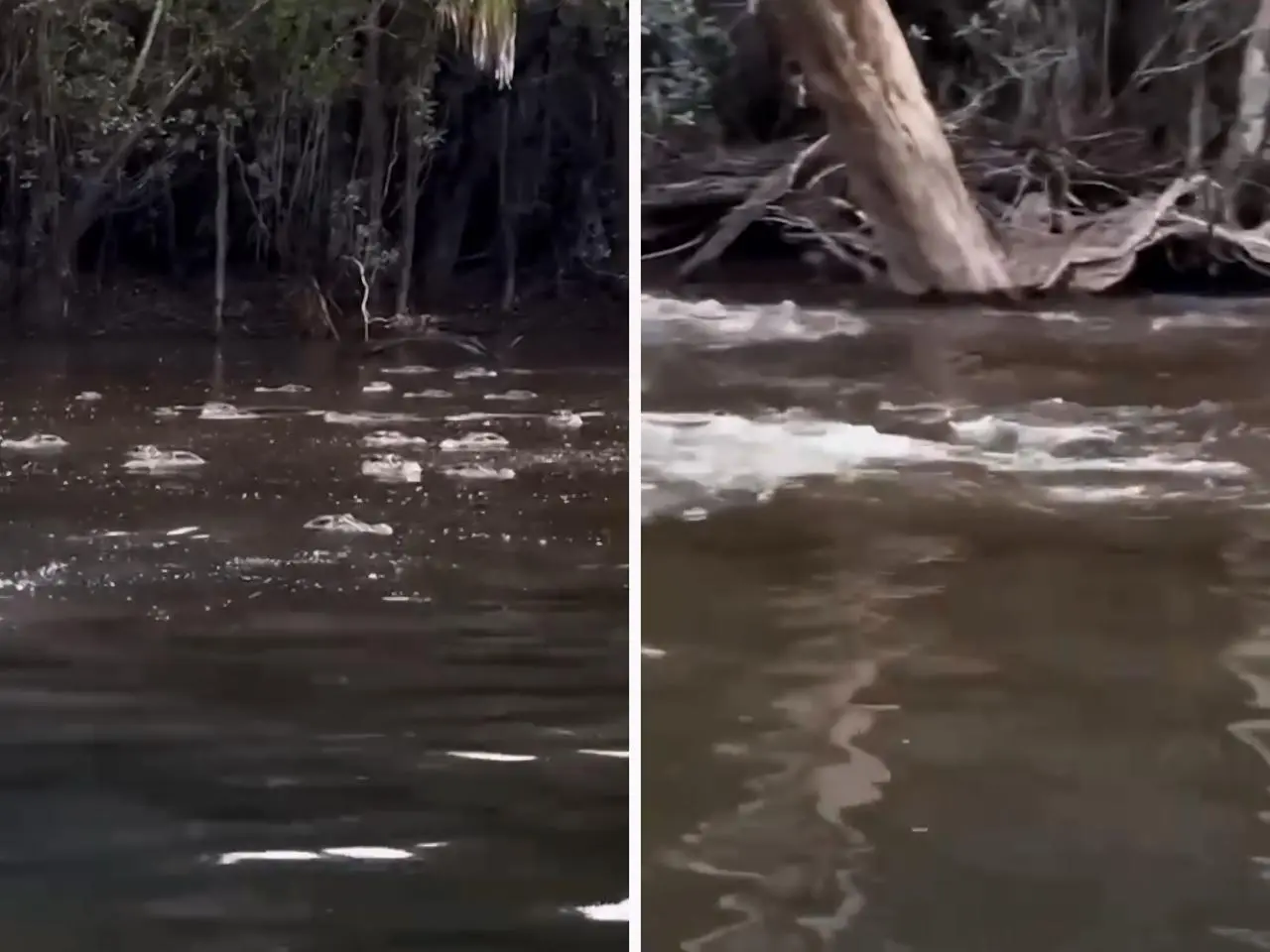 Pescador é cercado por centenas de jacaré durante pesca na Amazônia || Reprodução: Redes Sociais 