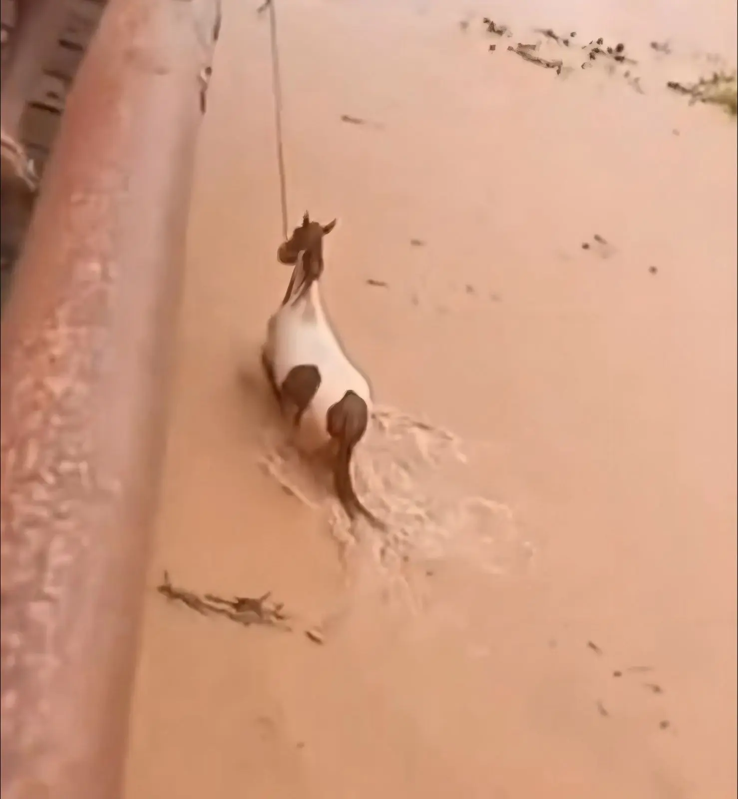 Vídeo mostra cavalos ilhados durante cheia do Rio São Francisco em Minas (Foto: Reprodução/Redes sociais)
