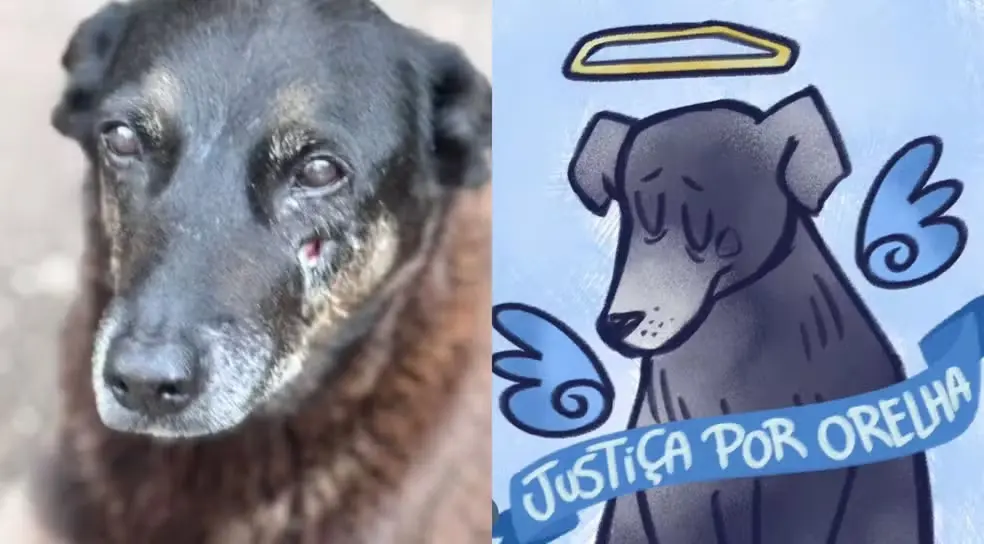 Moradores e internautas protestam e homenageam o cão Orelha nas redes sociais — Foto: Reprodução/@floripa_estacomvcorelha, @peachzmilk