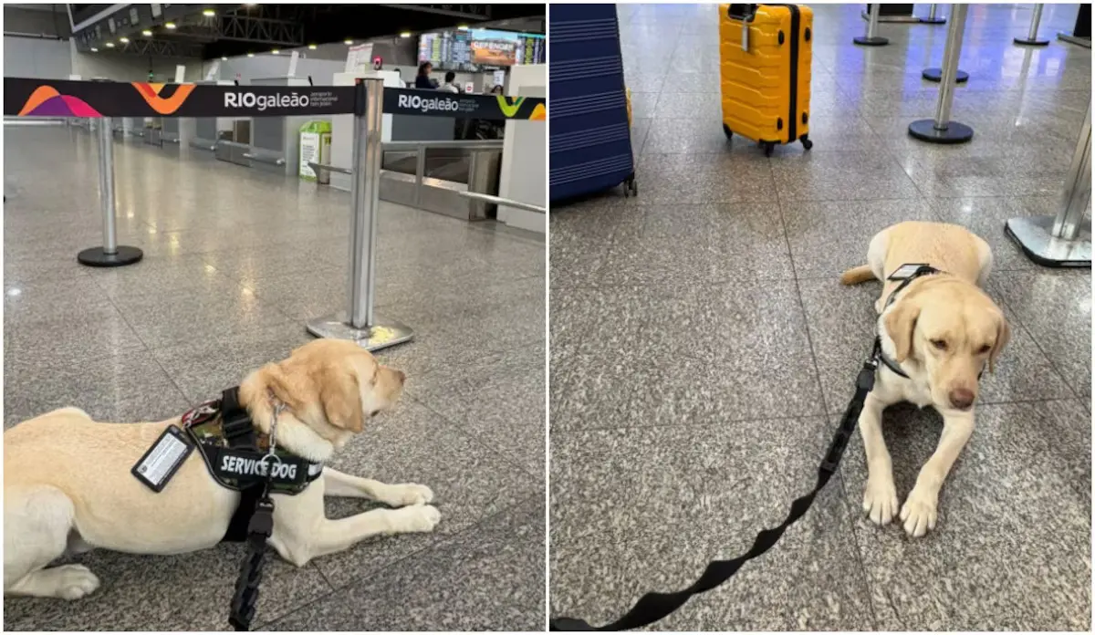 Teddy, cão de serviço que auxilia menina com Transtorno do Espectro Autista, foi impedido de embarcar em voo da TAP mesmo com autorização judicial. Foto: Arquivo pessoal.