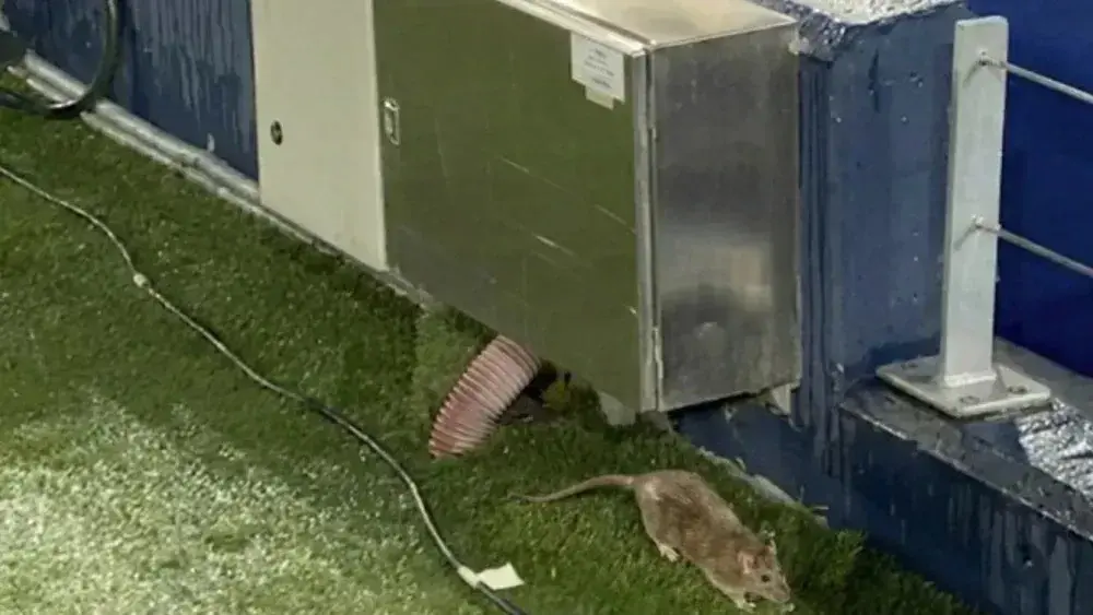 Imagens feitas por emissora mexicana mostram rato circulando próximo ao gramado do Camp Nou. Foto: Reprodução/TNT Sports México.