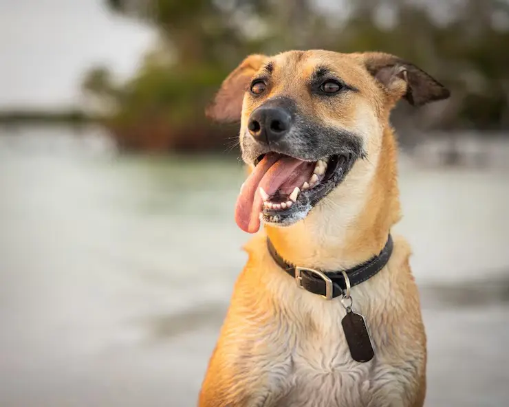 Vira-lata caramelo é reconhecido como símbolo cultural e da causa animal em São Paulo. Foto: Freepik.