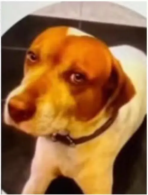 Imagens de câmera de segurança mostram o momento em que o cachorro Caramelo é baleado em avenida da Zona Leste de São Paulo. Foto: Arquivo pessoal.