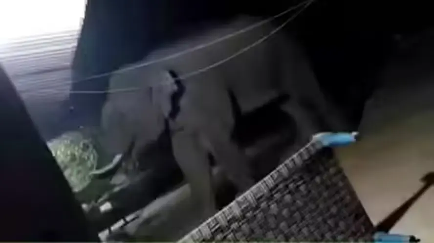 Elefante assassino: animal já matou 19 pessoas apenas 2026
(Foto: Reprodução)