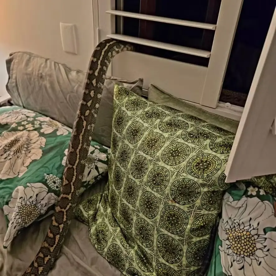 Australiana acordou com uma surpresa em seu quarto: uma enorme cobra píton. (Foto: Arquivo pessoal/ Reprodução BBC)