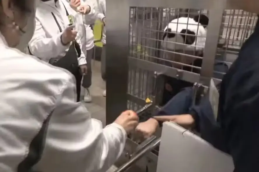Funcionários fantasiados de panda interagem com visitantes em parque japonês após devolução dos animais à China. Foto: Reprodução.