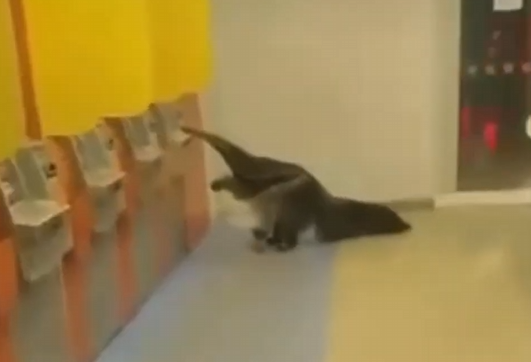 Tamanduá é visto em agência bancária (Foto: Reprodução)