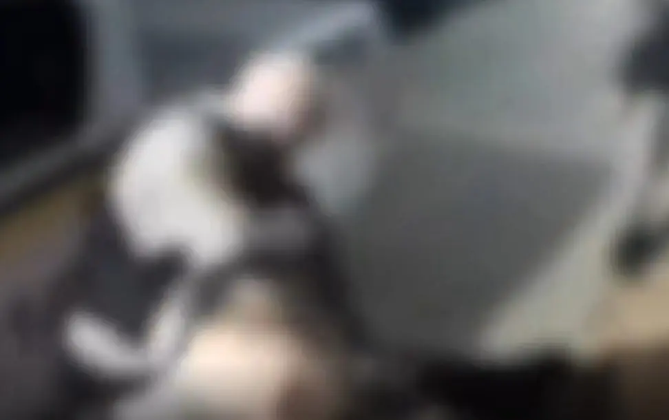 Cachorro comunitário é atingido por disparo (Foto: Reprodução)