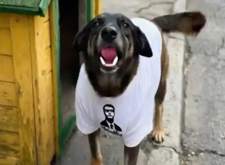 Cão Orelha foi alvo de vídeo gerado por IA (Foto: Reprodução / IA)