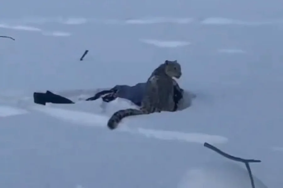 Esquiadora sendo atacada por leopardo-das-neves (Reprodução/Redes Sociais)