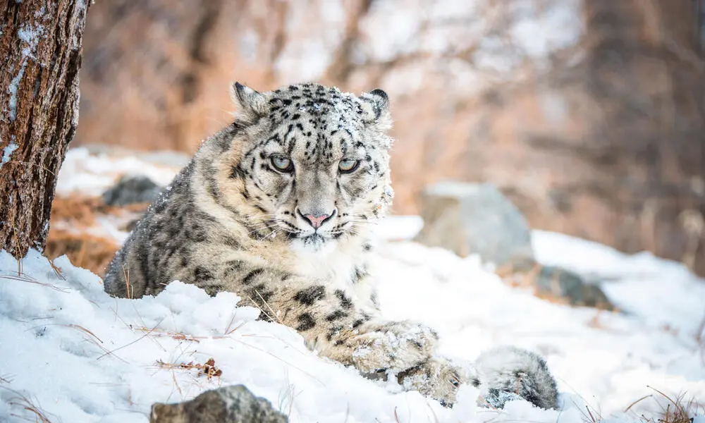 Leopardo-das-neves