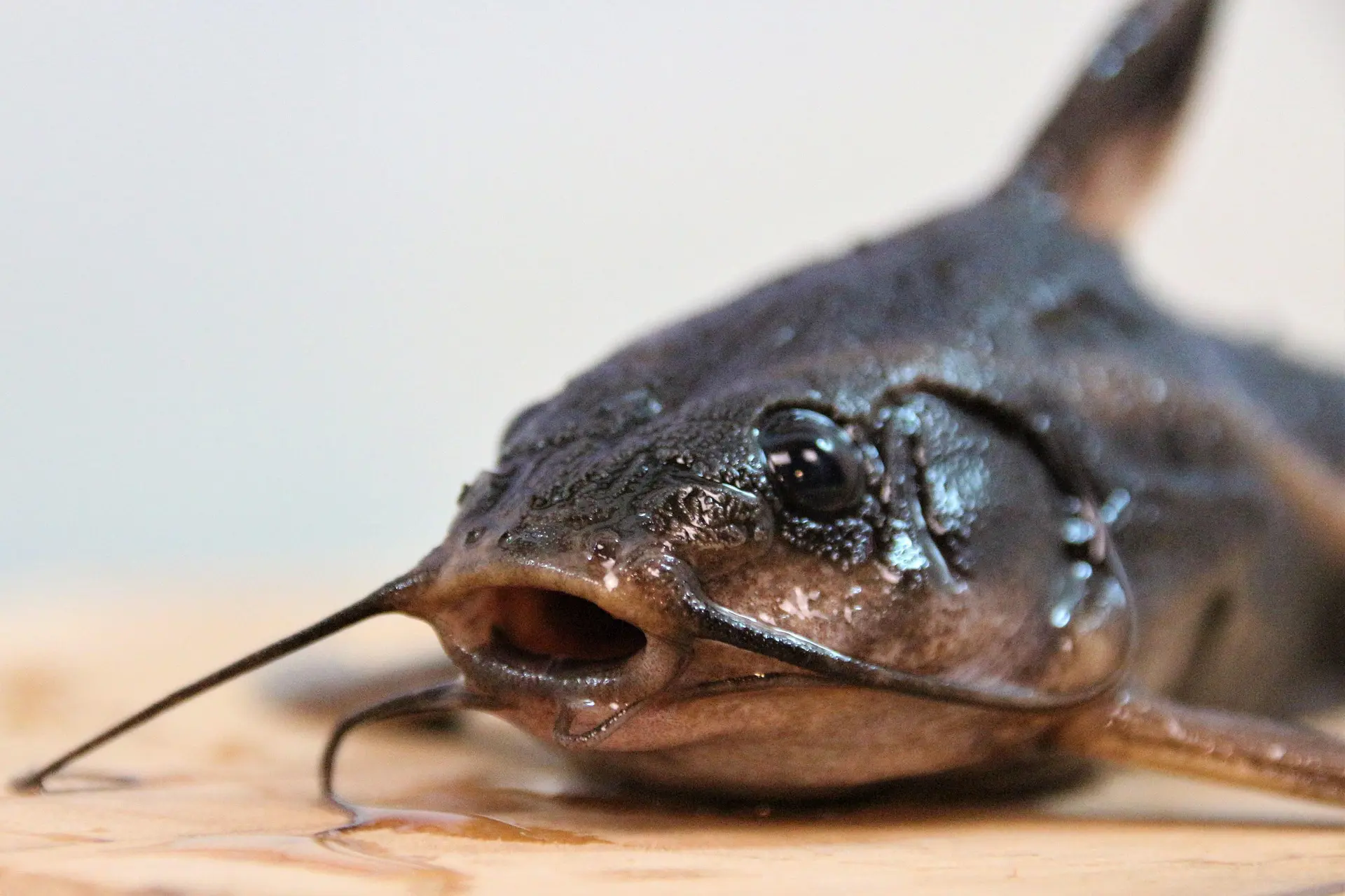 Peixe bagre (Reprodução/Pixabay)
