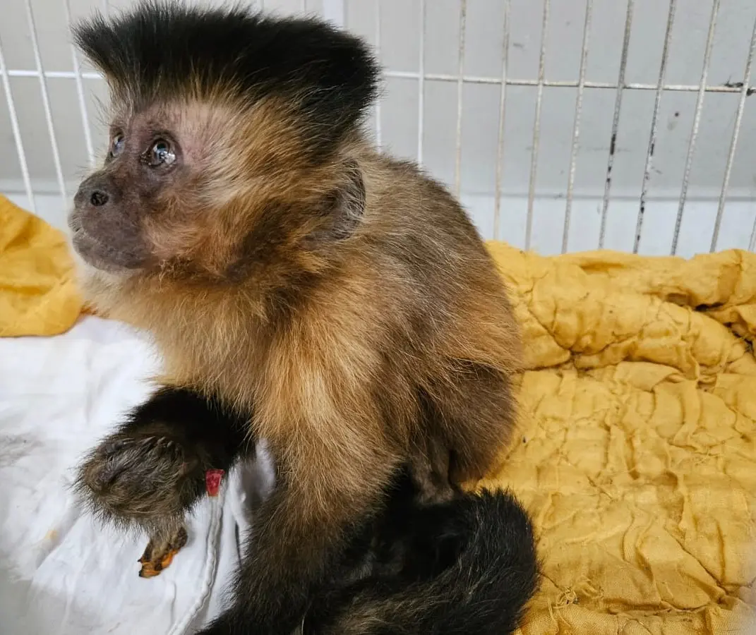 Macaca-prego tem diagnóstico raro em hospital veterinário e acende alerta