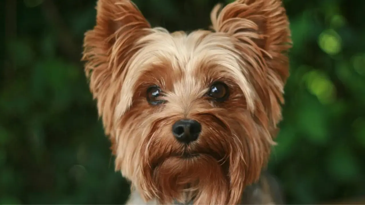 Cachorro Yorkshire (Foto: Unsplash)