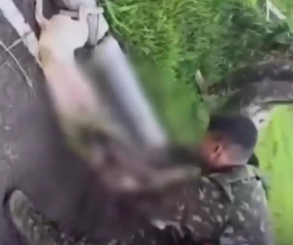 Militares salvam cachorro após ataque de sucuri dentro de batalhão do Exército no Pará. Foto: Reprodução.