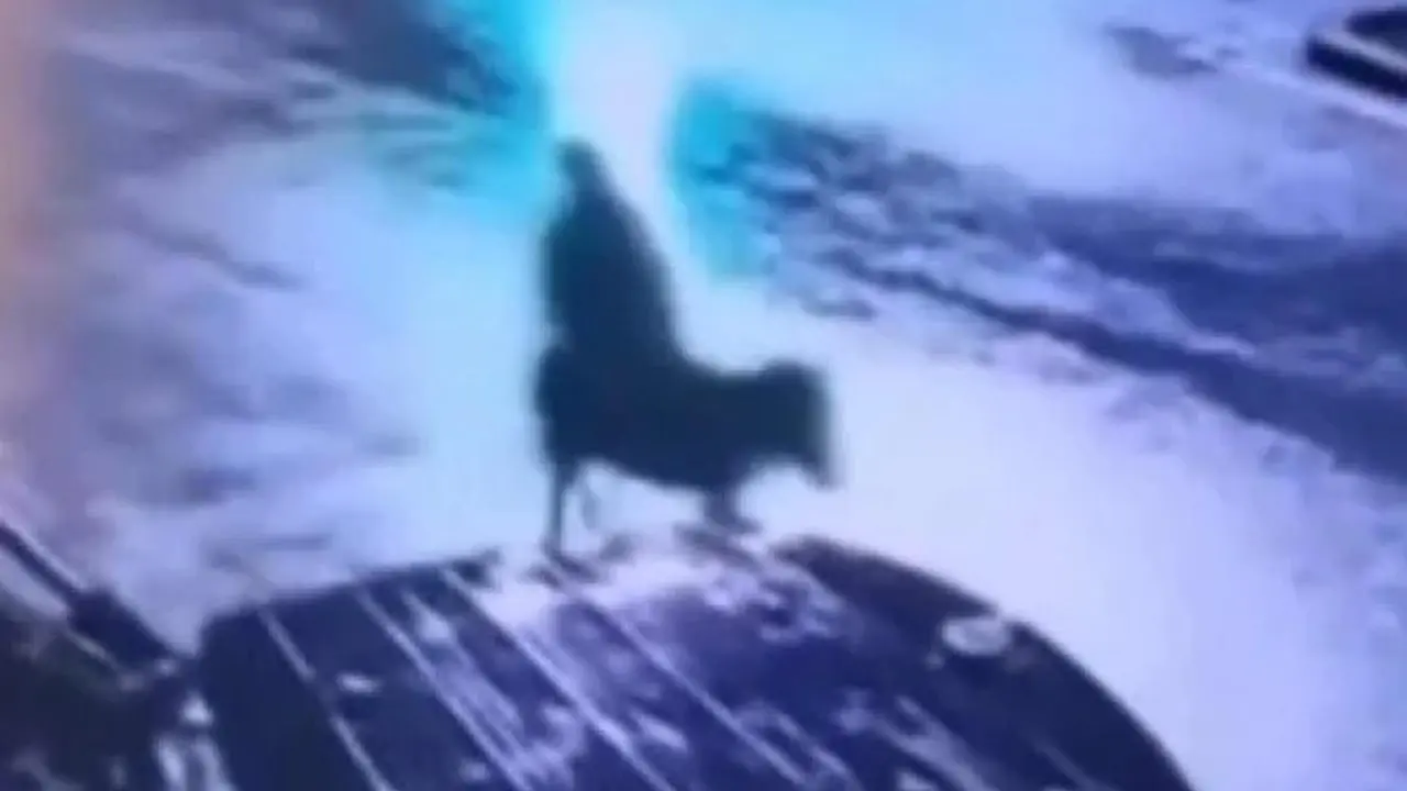 Ladrão foge de burro (Reprodução/Redes Sociais)