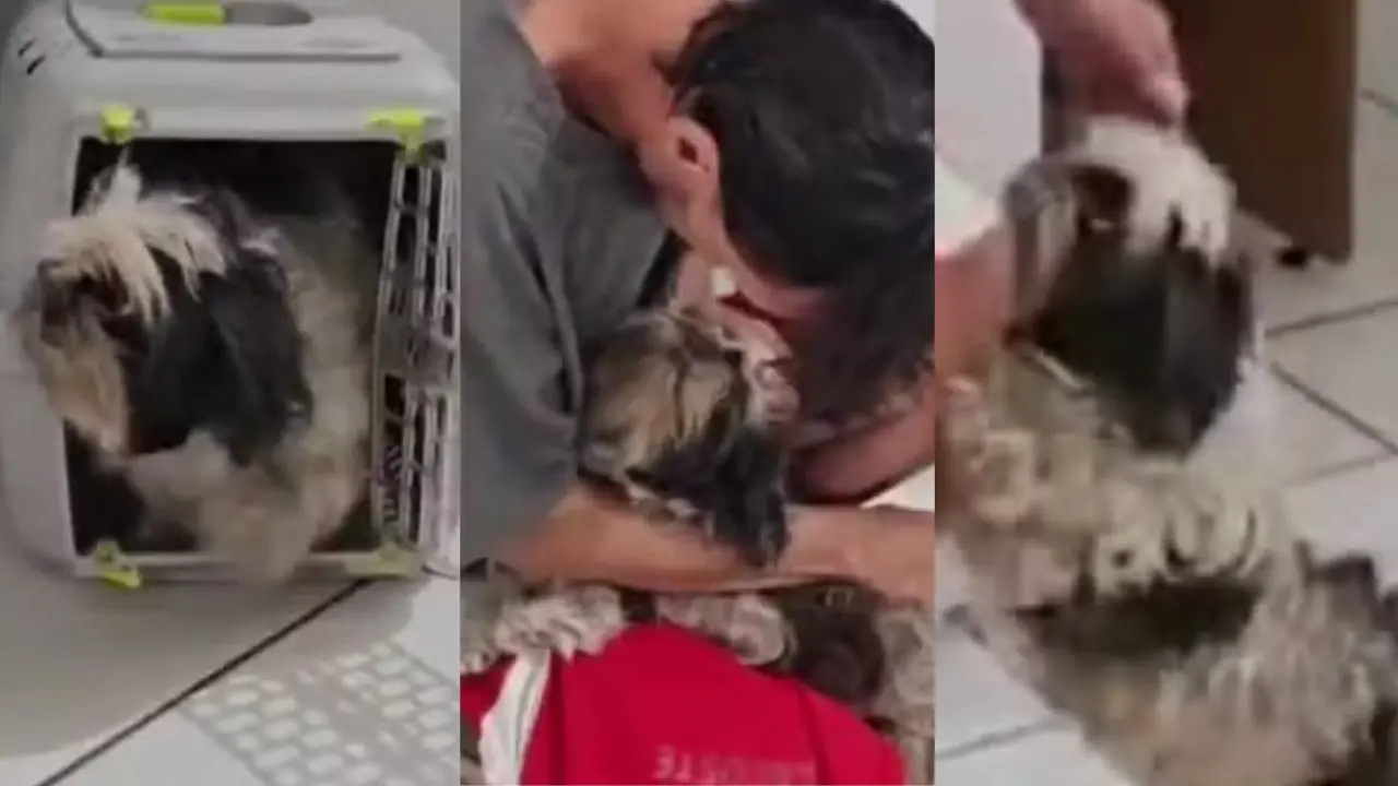 Cachorra reconhece tutor na delegacia (Foto: Reprodução)