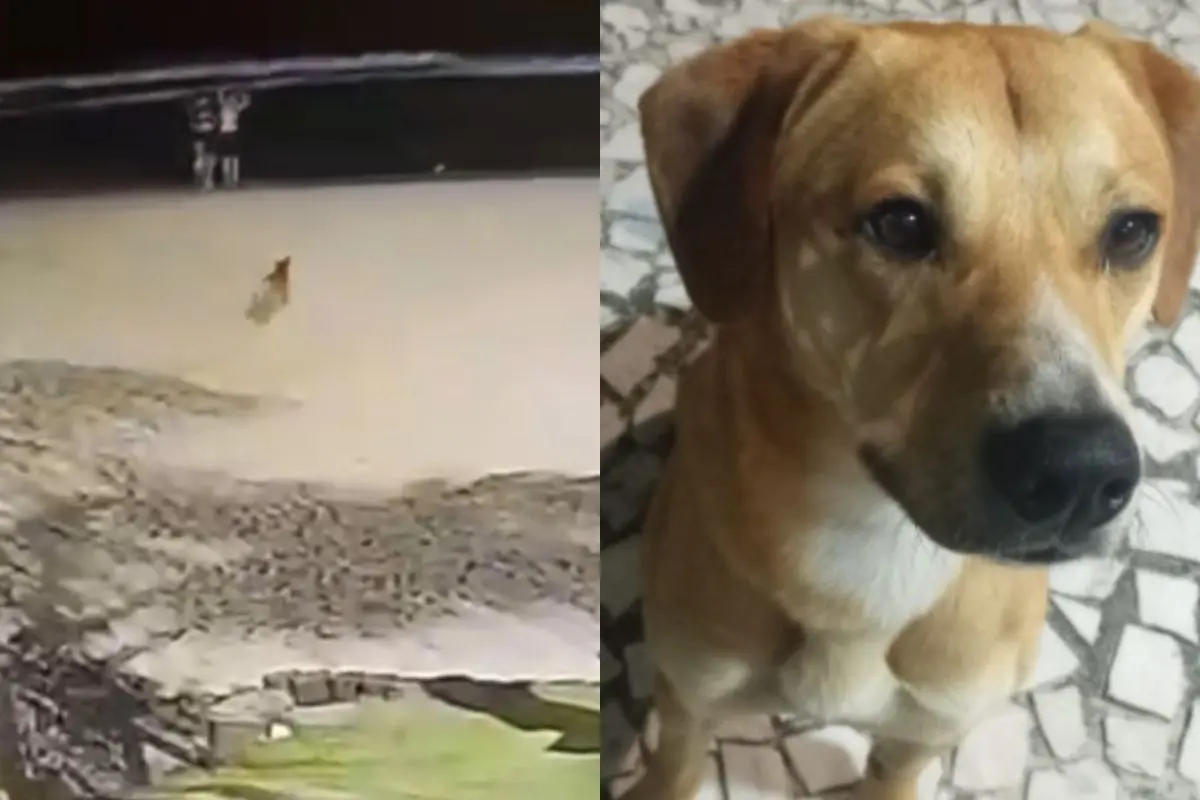 Vídeo mostra cão caramelo sendo capturado por adolescentes na mesma praia em que Orelha foi morto