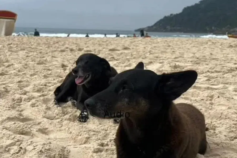 Pretinha, companheira do Cão Orelha, morre após complicações de saúde