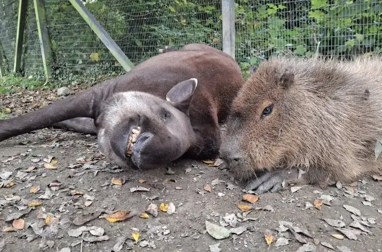 Capivara e anta que viviam juntas no Newquay Zoo foram submetidas à eutanásia após avaliação veterinária. Foto: Reprodução.