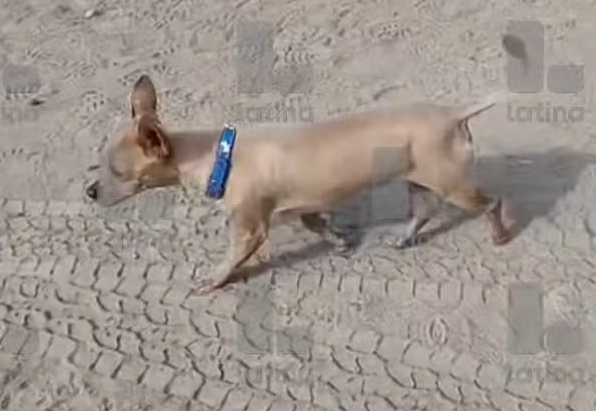 Cachorro sobreviveu ao acidente (Foto: Reprodução / Latina Notícias)