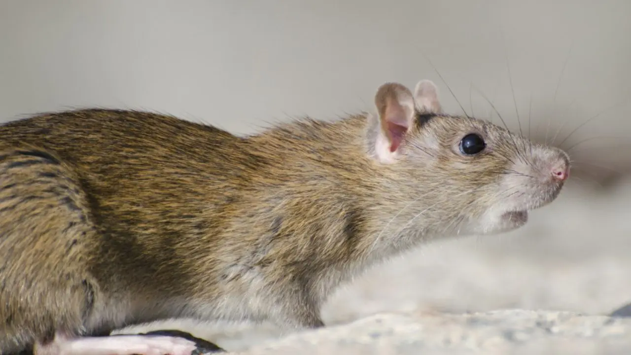 Rato (Foto: Freepik)