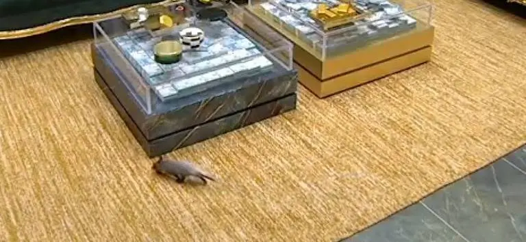 Novo participante no BBB 26? Animal silvestre invade casa (Foto: Redes Sociais)