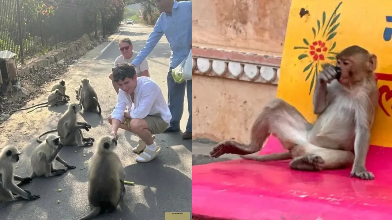 Oscar Curtis em viagem à Índia e macacos antes da mordida.