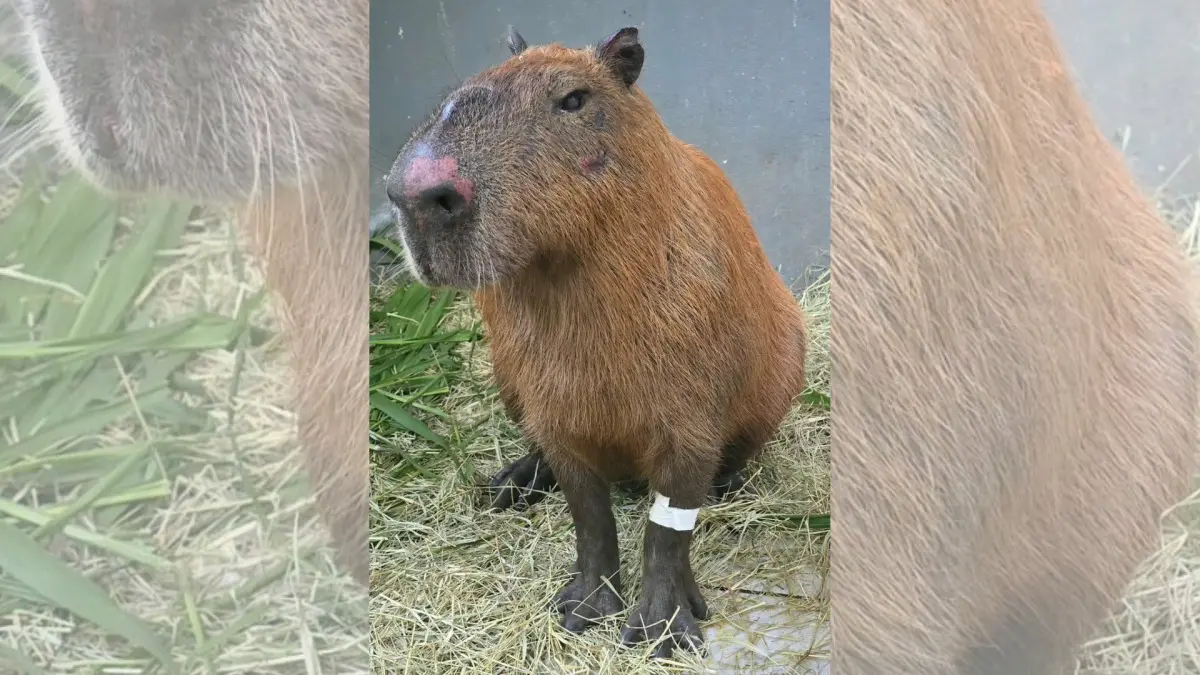 Decreto Cão Orelha é aplicado pela 1° vez após capivara ser agredida por grupo com barras de ferro