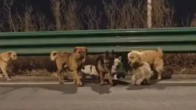 Vídeo: cães roubados fogem de cativeiro e conseguem voltar para casa