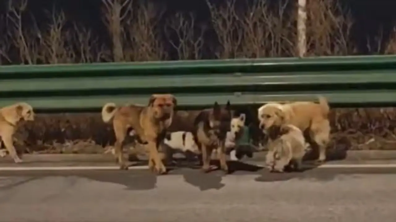 Cachorros foram devolvidos às famílias após mobilização de voluntários. Foto: Reprodução.