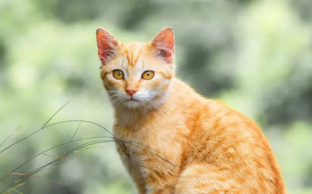 Animal foi retirado por equipes de emergência e passa bem. Foto: Freepik.