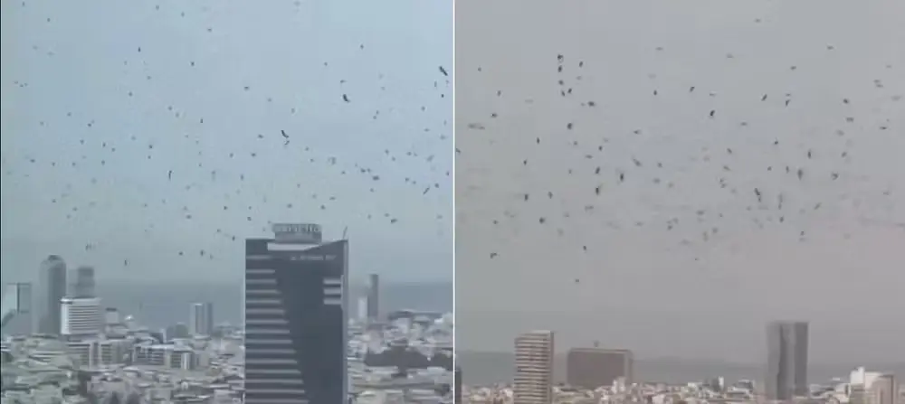 'Presságio de desgraça': milhares de aves tomam o céu de Israel e vídeo assusta (Foto: Reprodução/Redes sociais)