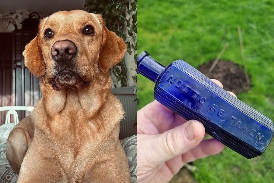 Cão cava buraco no jardim e revela segredo de crime ocorrido há 160 anos