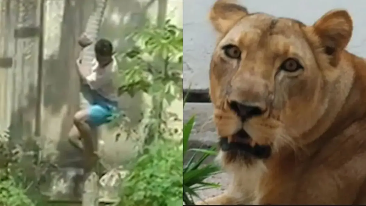 Justiça toma decisão sobre inquérito de morte em zoológico após jovem invadir jaula de leoa