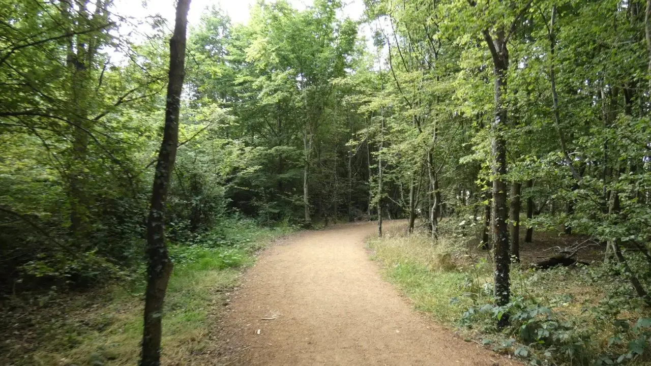Floresta (Foto: Reprodução)