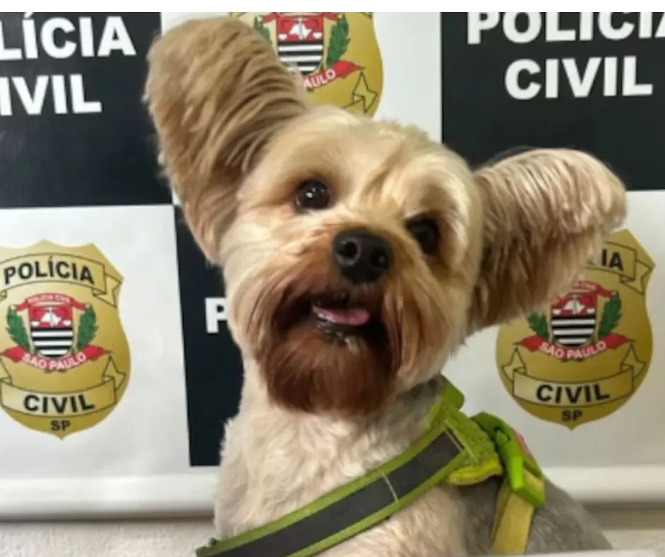 Foto: Polícia Civil SP.