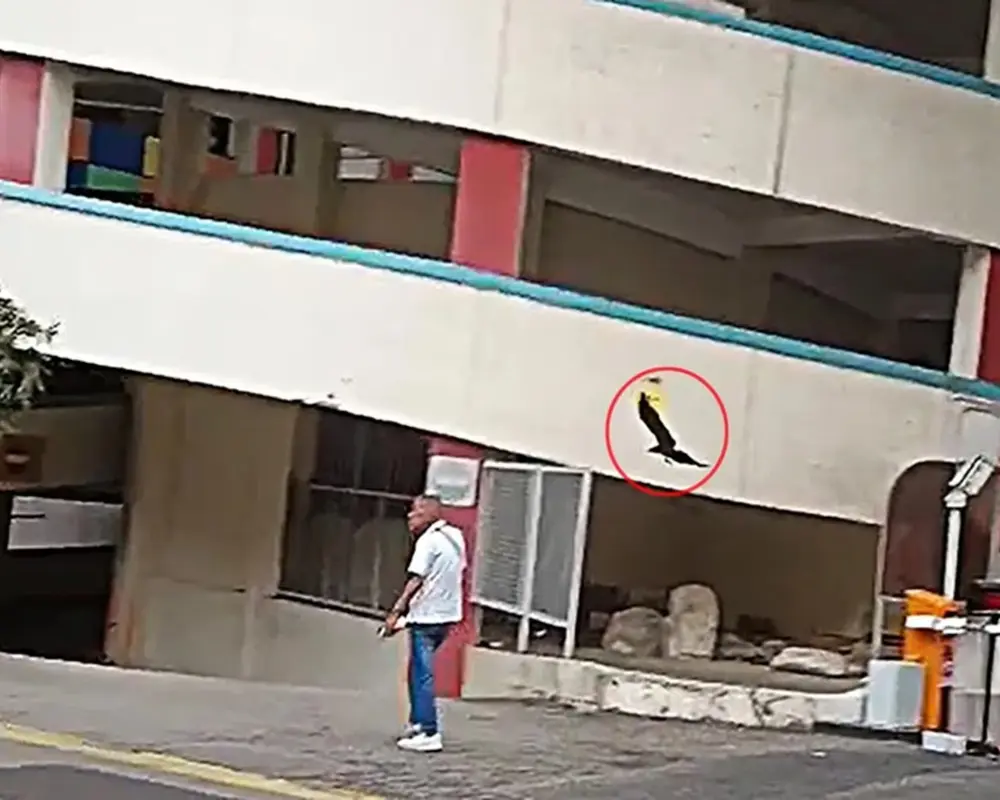 Reprodução / Shin Min Daily News