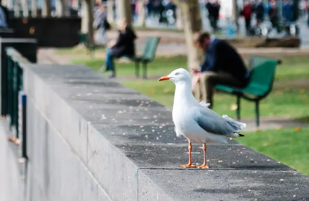 Pássaros em cidade. (Reprodução / Magnific)